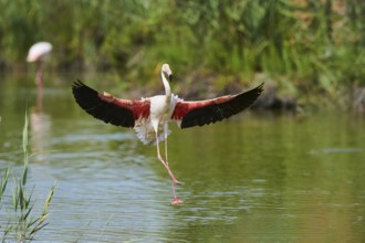 Greater Flamingo (Phoenicopterus roseus), landing in the water, Parc Naturel Regional de Camargue,