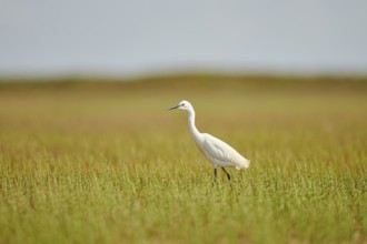 Great egret (Ardea alba) walking in the grass, Camargue, France, Europe