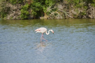 Greater Flamingo (Phoenicopterus roseus) walking in the water, Parc Naturel Regional de Camargue,