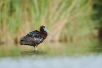 Glossy ibis (Plegadis falcinellus) cleaning its feathers in the water, Camargue, France, Europe