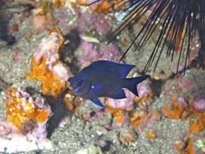 Neon damselfish (Abudefduf luridus), damselfish, dive site Sardinia del Norte, Gran Canaria, Spain,