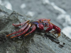 Red rock crab (Grapsus adscensionis) on rock. Puerto de Mogan, Gran Canaria, Spain, Atlantic Ocean,