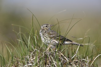 Raps (Anthus pratensis), in breeding territory, animal in dune vegetation, Lower Saxony Wadden Sea