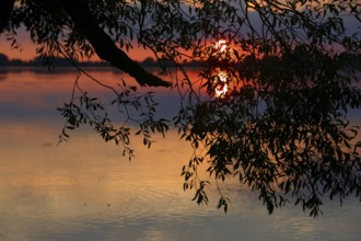 Sunset at a lake with a branch of a willow, Middle Elbe Biosphere Reserve, Saxony-Anhalt, Germany,