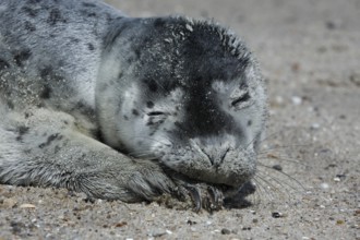 Harbor seal (Phoca vitulina), portrait of a howler, pup on the beach, Lower Saxony Wadden Sea