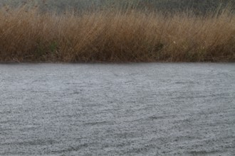 Raindrops, heavy rain, thunderstorm, Flusslandschaft Peenetal nature park Park, Mecklenburg-Western