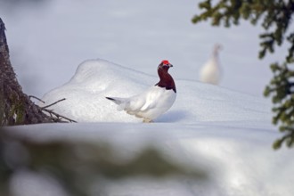 Ptarmigan (Lagopus lagopus) in spring plumage, red roses, standing in the snow, looking for mate,