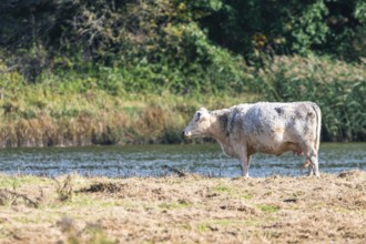 Bulls and Cows on Devon Meadows and Marshlands from a drone, English Village, England, United