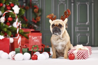 Christmas reindeer dog. French Bulldog with costume headband with antlers sitting next to Christmas