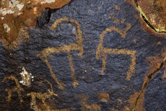 Petroglyphs of Siberian ibex (Capra sibirica), up to 2500 years old, West Karakol Valley, Tien Shan