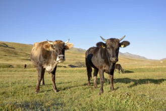 Cows on their summer pasture, West Karakol Valley, Tien Shan Mountains, Naryn region, Kyrgyzstan,