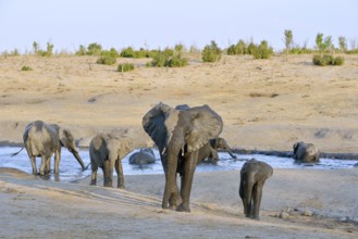 Elephants (Loxodonta africana) bathing, near Somalisa Camp, Hwange National Park, Matabeleland