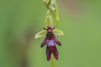 Fly orchid (Ophrys insectifera), Kalkalpen National Park, Upper Austria, Austria, Europe