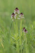 Burnt-tip orchid (Orchis ustulata), Burgenland, Austria, Europe