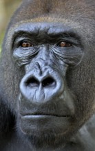 Western Lowland Gorilla (Gorilla gorilla gorilla), animal portrait, male, Silverback, captive,