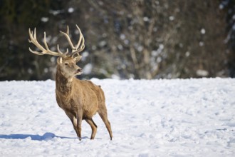 Red deer (Cervus elaphus) stag on a snowy meadow in the mountains in tirol, Kitzbühel, Wildpark