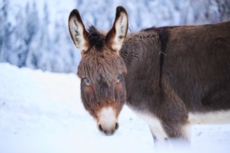 Domestic donkey (Equus asinus asinus) portrait, snow, winter in tirol, Kitzbühel, Wildpark Aurach,