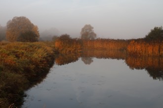 Autumn atmosphere at an oxbow lake, Middle Elbe Biosphere Reserve, Saxony-Anhalt, Germany, Europe