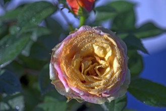 Rose blossom (pink) with fine dewdrops, Bavaria, Germany, Europe