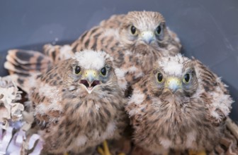 Three young common kestrels (Falco tinnunculus) fallen out of the nest, 3 nestlings with downy