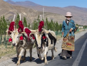 Farmer's wife with colourfully decorated cattle, highlands of Tibet, China, Asia