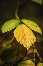 Dewdrops on the texture of a yellow autumn leaf, Calw, Black Forest, Germany, Europe