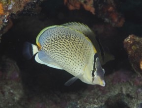 Gorgeous gussy (Chaetodon guttatissimus), dive site Sodwana Bay National Park, Maputaland Marine