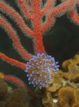 Silver-tipped nudibranch (Janolus capensis) on Palmate sea fans (Leptogorgia), dive site False Bay,