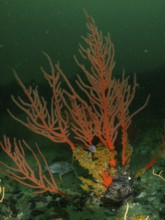 Palmate sea fan (Leptogorgia), dive site False Bay, Cape of Good Hope, Cape Town, South Africa,