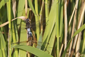 Lesser blue arrow (Orthetrum coerulescens), two animals mating on a reed stalk, copula, Peene