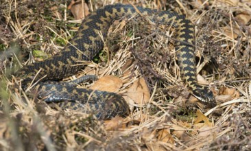 Wild common european viper (Vipera berus), brown adult, female, crawls well camouflaged in the sun