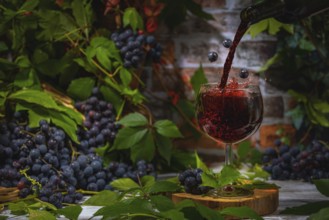 Pouring wine into glass surrounded by blue burgundy grapes in front of brick wall with leaves