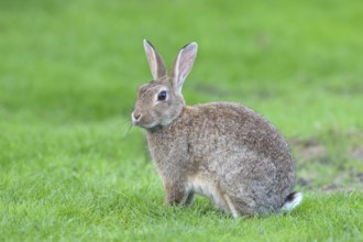 European rabbit (Oryctolagus cuniculus) foraging, sitting in a meadow, Fehmarn Island,