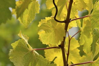 Vine leaves, autumn leaves, Moselle, Rhineland-Palatinate, Germany, Europe