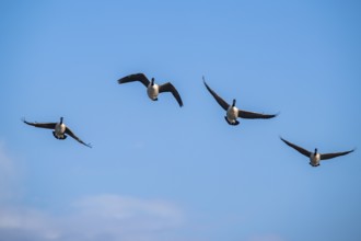 Canada Goose (Branta canadensis) birds in flight over Marshes