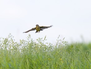 Raps (Anthus pratensis), flying over a meadow, Texel Island, Netherlands