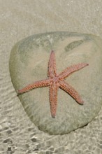 Common starfish (Asterias rubens) on a stone in a tidal pool, Brittany, France, Europe