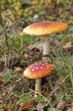 Fly agarics (Amanita muscaria), on the forest floor in autumn, North Rhine-Westphalia, Germany,