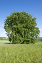 Common beech (Fagus sylvatica), solitary tree standing in a meadow, blue sky, Thuringia, Germany,