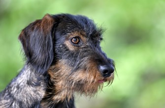 Rough-haired dachshund (Canis lupus familiaris), male, 2 years, animal portrait, Stuttgart,