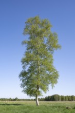 Downy birch (Betula pubescens), solitary, in a meadow in spring, blue sky, Lower Saxony, Germany,