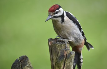 Great spotted woodpecker (dendrocopos major) on a pollarded willow tree