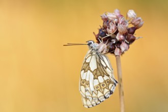 Marbled white (Melanargia galathea) in cold torpor on the flower of rocambole (Allium