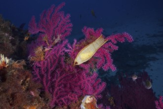 Violescent sea-whip (Paramuricea clavata) with egg capsule of nursehound (Scyliorhinus stellaris)