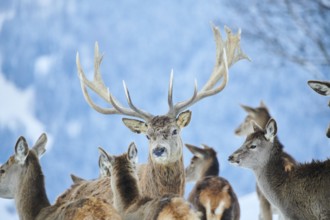 Red deer (Cervus elaphus) stag, portrait, in the mountains in tirol, snow, Kitzbühel, Wildpark