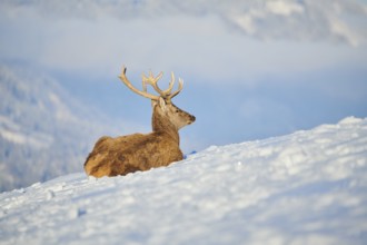 Red deer (Cervus elaphus) stag on a snowy meadow in the mountains in tirol, Kitzbühel, Wildpark