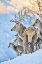 Red deer (Cervus elaphus) stag on a snowy meadow in the mountains in tirol, Kitzbühel, Wildpark