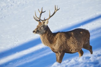 Red deer (Cervus elaphus) stag on a snowy meadow in the mountains in tirol, Kitzbühel, Wildpark