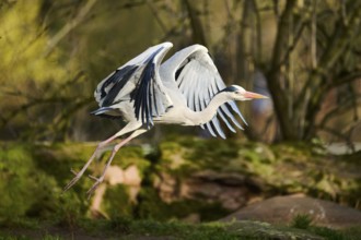 Grey heron (Ardea cinerea) starts flying, Bavaria, Germany, Europe