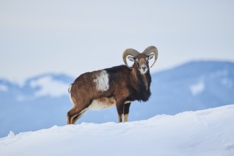 European mouflon (Ovis aries musimon) ram on a snowy meadow in the mountains in tirol, Kitzbühel,